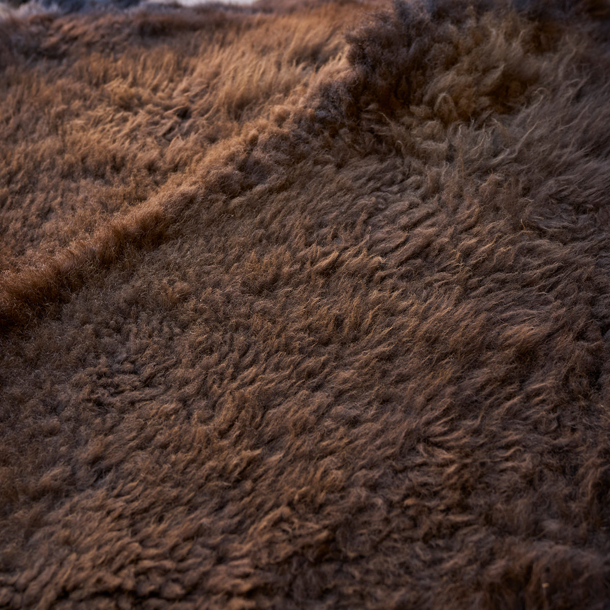 American Bison Rug | Grade-A