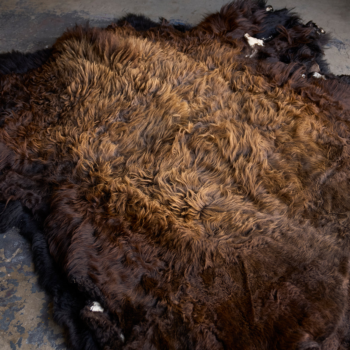 American Bison Rug | Grade-A